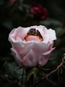 nevermore-natural-black-diamond-gold-raven-ring